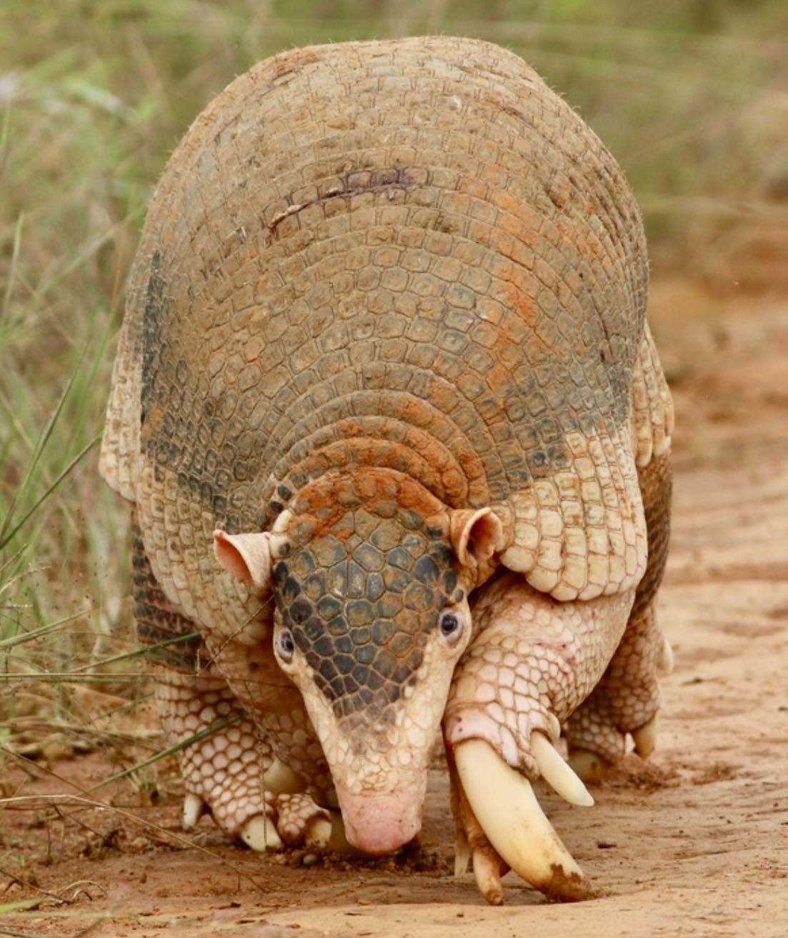 Muchos quizás hemos visto o tenemos en la mente un armadillo común, pero poco sabemos que existen de un gran tamaño