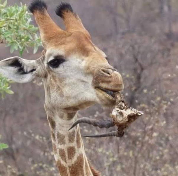 Las jirafas, como muchos otros herbívoros, pueden presentar un comportamiento poco conocido llamado osteofagia, que consiste en masticar o lamer hues...