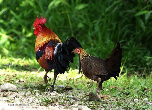 A diferencia de muchos animales domesticados, el ancestro salvaje del pollo doméstico aún existe y sigue prosperando en la naturaleza