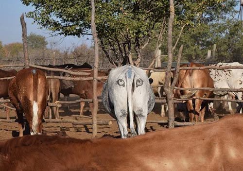 En Botsuana, algunos ganaderos enfrentaban un problema constante: ataques de leones a su ganado