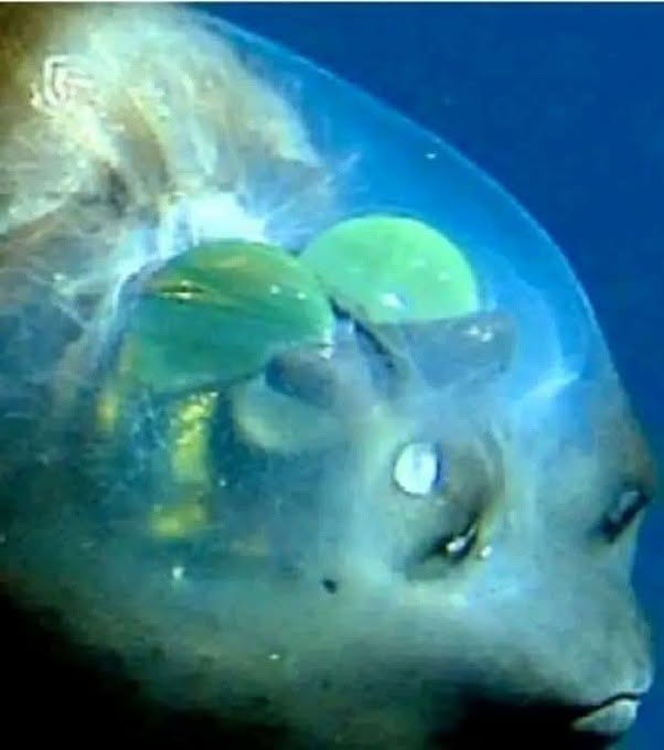 El microstoma es una criatura marina tan discreta como extraordinaria, oculta en las profundidades del Pacífico, en las aguas entre California y Jap?...