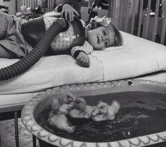 Una forma temprana de terapia con animales, en la que se utilizan patos para animar a una niña pequeña que recibe terapia respiratoria para la polio...