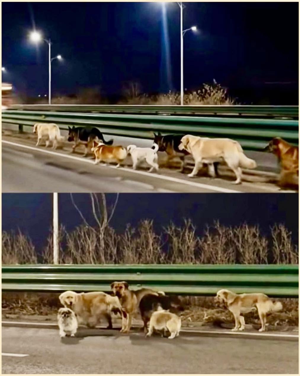 En Chengdu, una ciudad de Sichuan, China, ocurrió un hecho inesperado que dejó a todos conmovidos