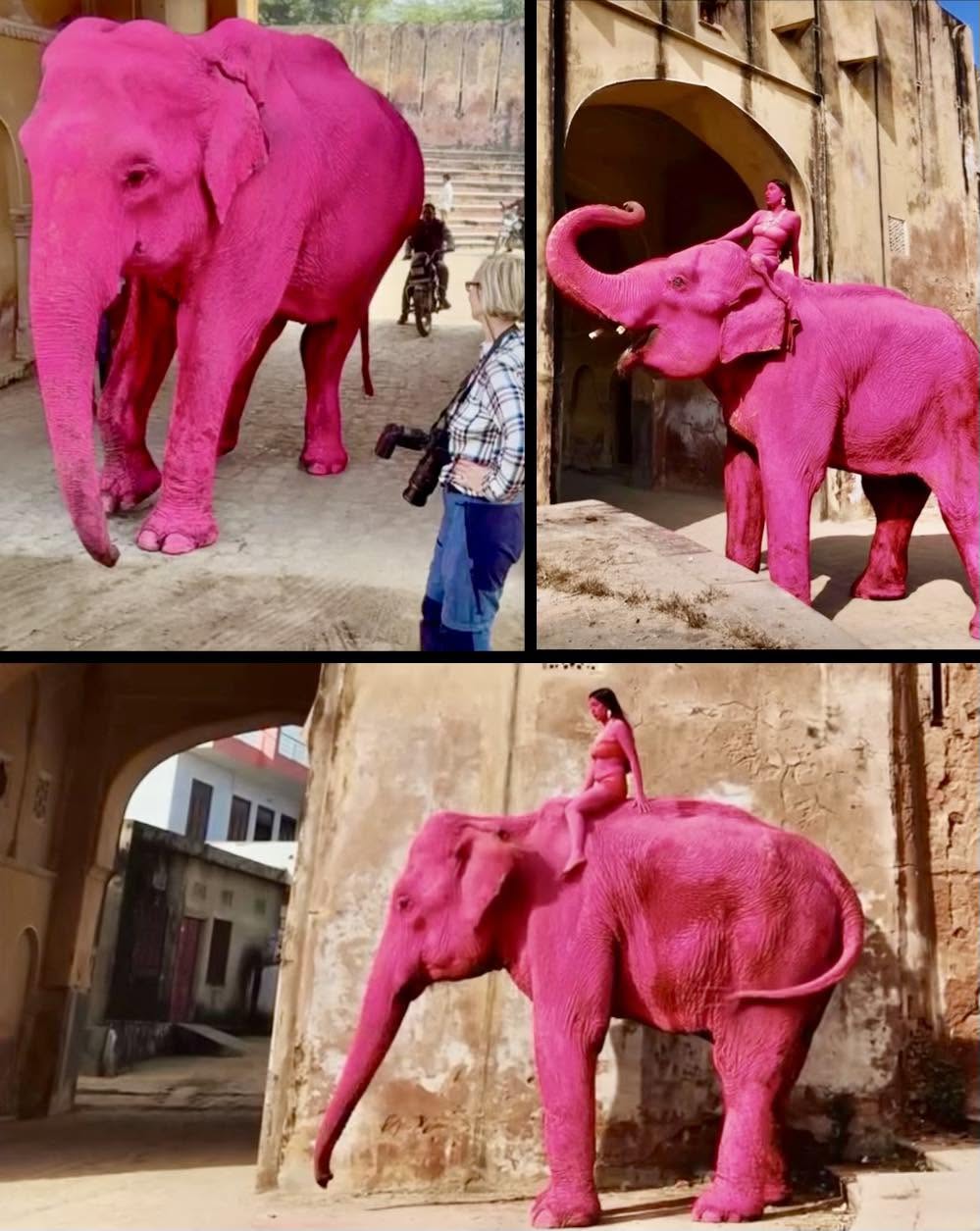 La Tragedia de Chanchal: Un Elefante Pintado de Rosa y la Indignación del Mundo