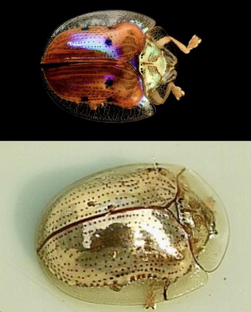 Este escarabajo es conocido como “Charidotella sexpunctata”,o escarabajo de cabeza dorada, es un insecto fascinante que puede transformar su color...