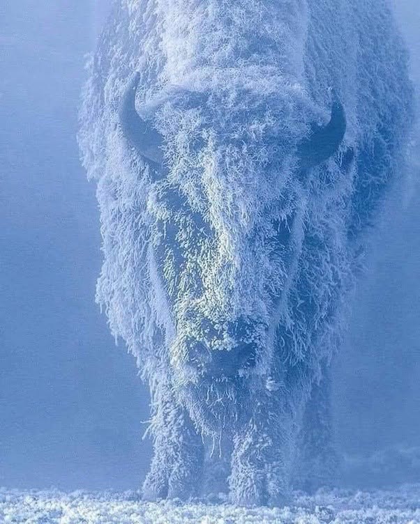 Bisontes a 35 grados bajo cero
