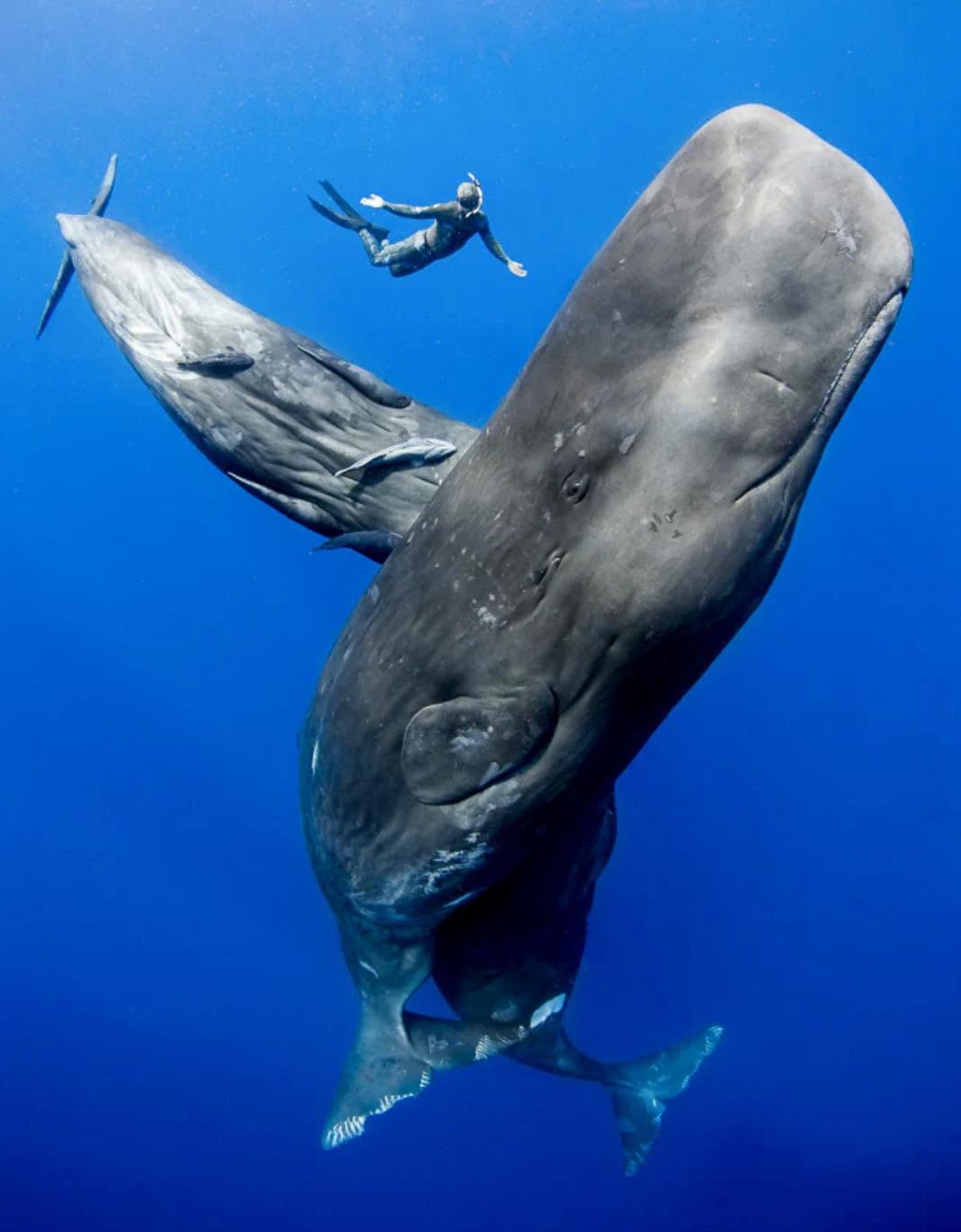 Una impresionante fotografía de Keri Wilk, tomada en 2026,captura un buzo en armonía con una majestuosa ballena en las cristalinas aguas de Dominica