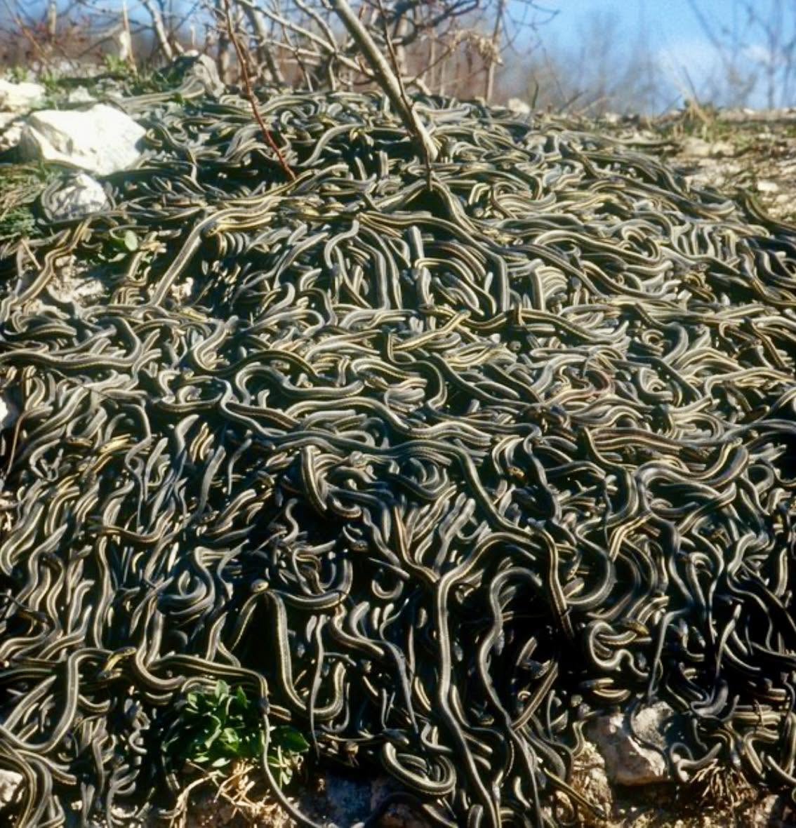 En el vasto océano Atlántico, se encuentra la enigmática isla de Queimada Grande, un lugar que evoca tanto fascinación como temor