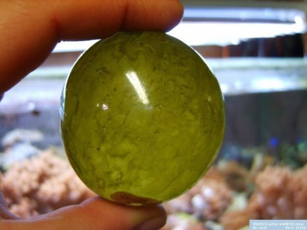 Parece una canica verde suspendida en el mar, pero en realidad es una sola célula