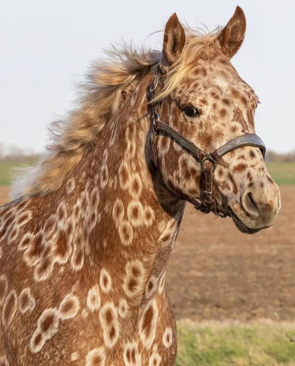 Se trata de caballos Appaloosa, una raza originaria de Estados Unidos célebre por su llamativo pelaje moteado