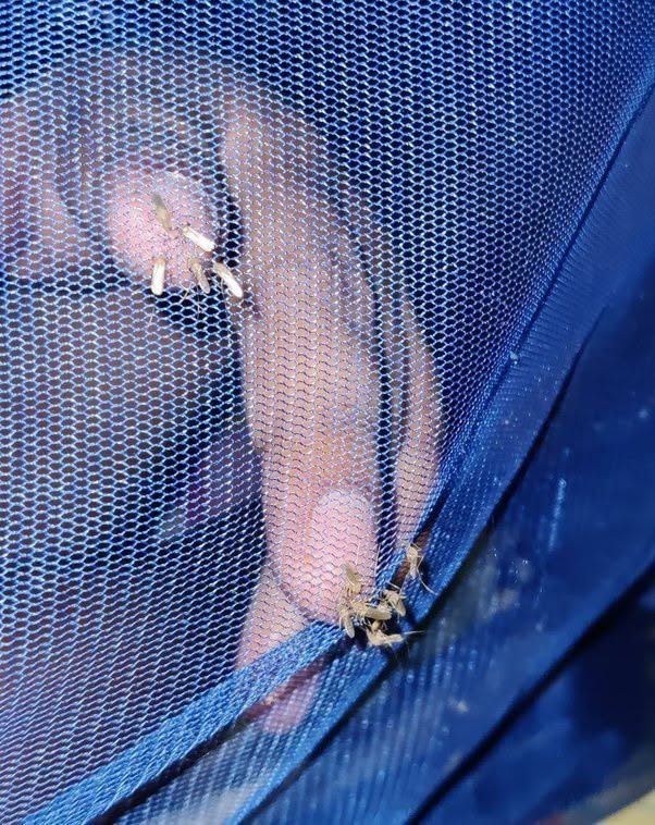 Crees que estás protegido dentro del mosquitero… hasta que tu mano lo toca