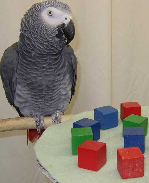 Estos loros se encuentran entre las aves más inteligentes del reino animal