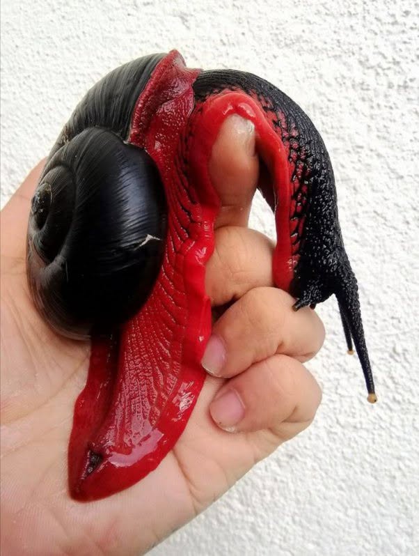 Parece un caracol diseñado para una película de fantasía, pero es real