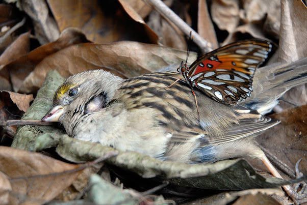 Las mariposas parecen delicadas, limpias, casi intocables