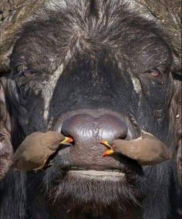 No son pájaros carpinteros, sino picabueyes