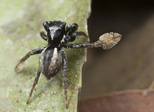 Parece una araña inventada, pero es real