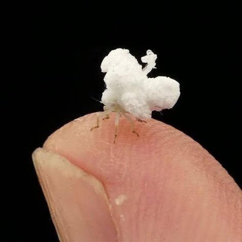 Parece una palomita de maíz con patas, pero no lo es