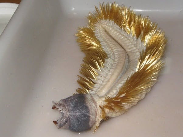 Parece una criatura salida de una pesadilla, pero es real