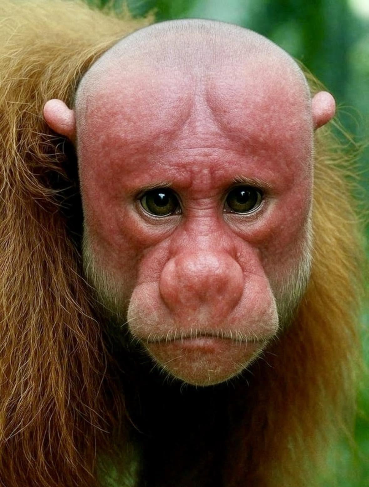 En el corazón del Amazonas habita una de las especies más singulares y menos comprendidas del mundo: el Uakari calvo de Ucayali