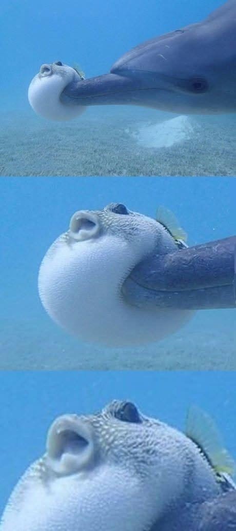 Los delfines comparten muchas similitudes con los humanos, desde la inteligencia y el sentido del humor hasta los celos e incluso la capacidad de habl...