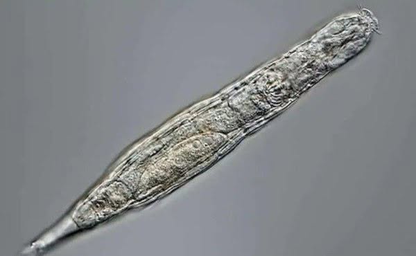 Pasó 24.000 años atrapado en el hielo