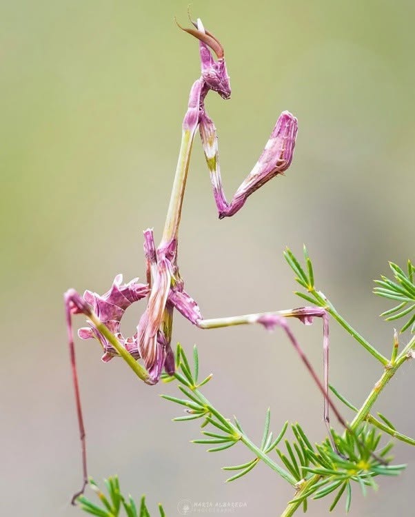 Parece una flor extraña, pero en realidad es una depredadora
