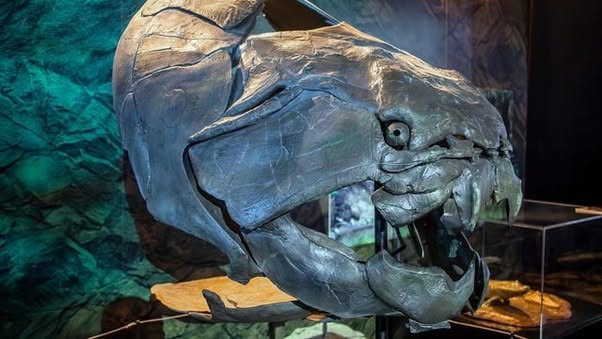 Este es el cráneo de Dunkleosteus, uno de los depredadores marinos más temibles del Devónico