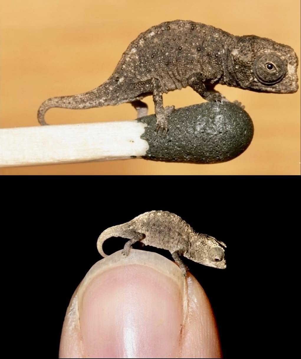 A veces la naturaleza decide que lo pequeño es más eficiente