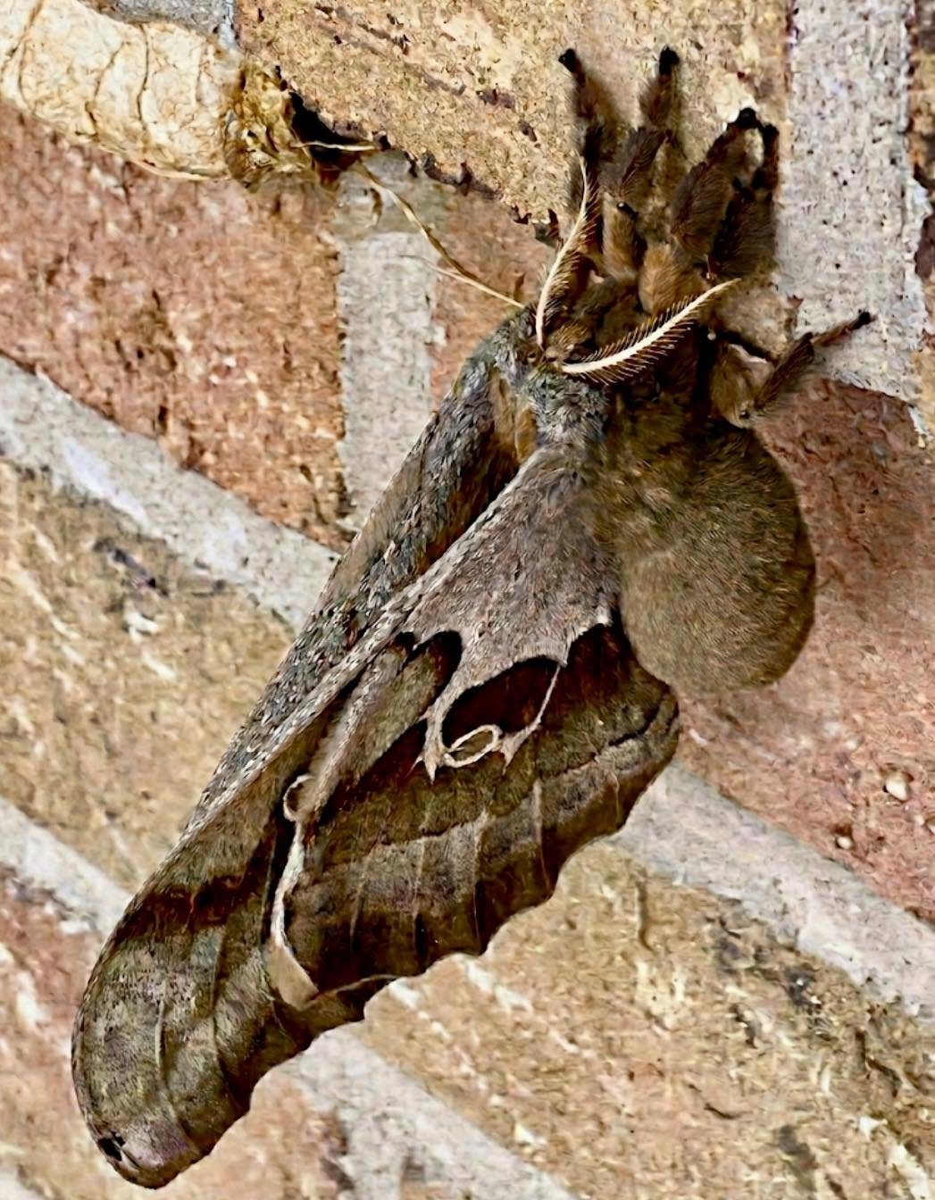 Ver una Antheraea polyphemus de cerca es uno de esos momentos donde la naturaleza parece jugar con nuestra imaginación