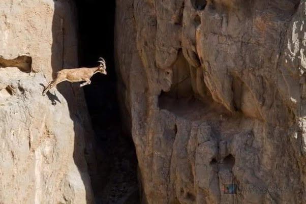 No es que esta cabra montesa esté a punto de dar un salto gigante que, si se realiza mal, podría cambiar su destino
