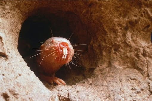 Parece un animal frágil, casi inacabado