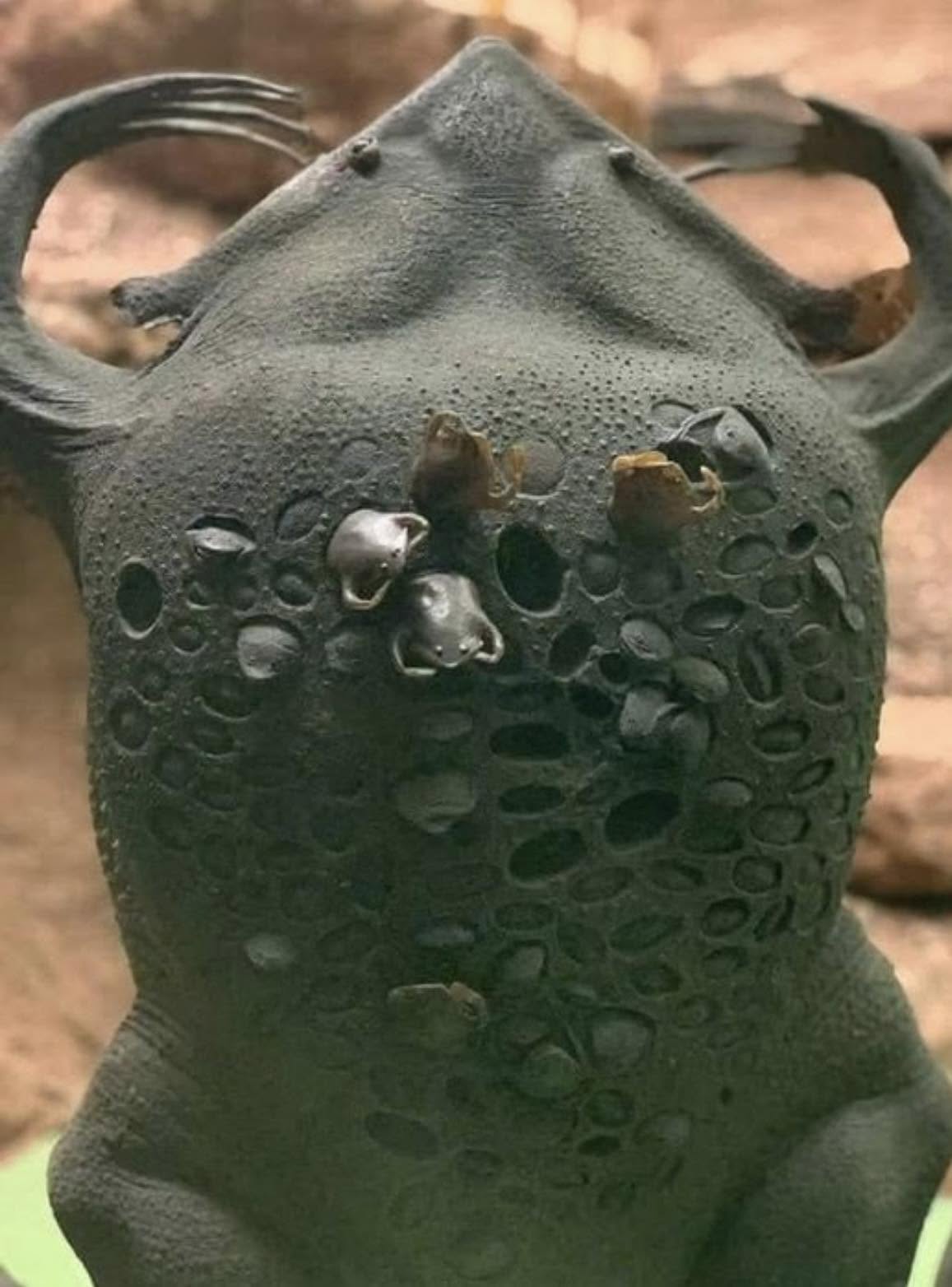 La naturaleza tiene formas de protección que parecen sacadas de una película de ciencia ficción, y el Sapo Pipa pipa de Surinam es el mejor ejemplo...
