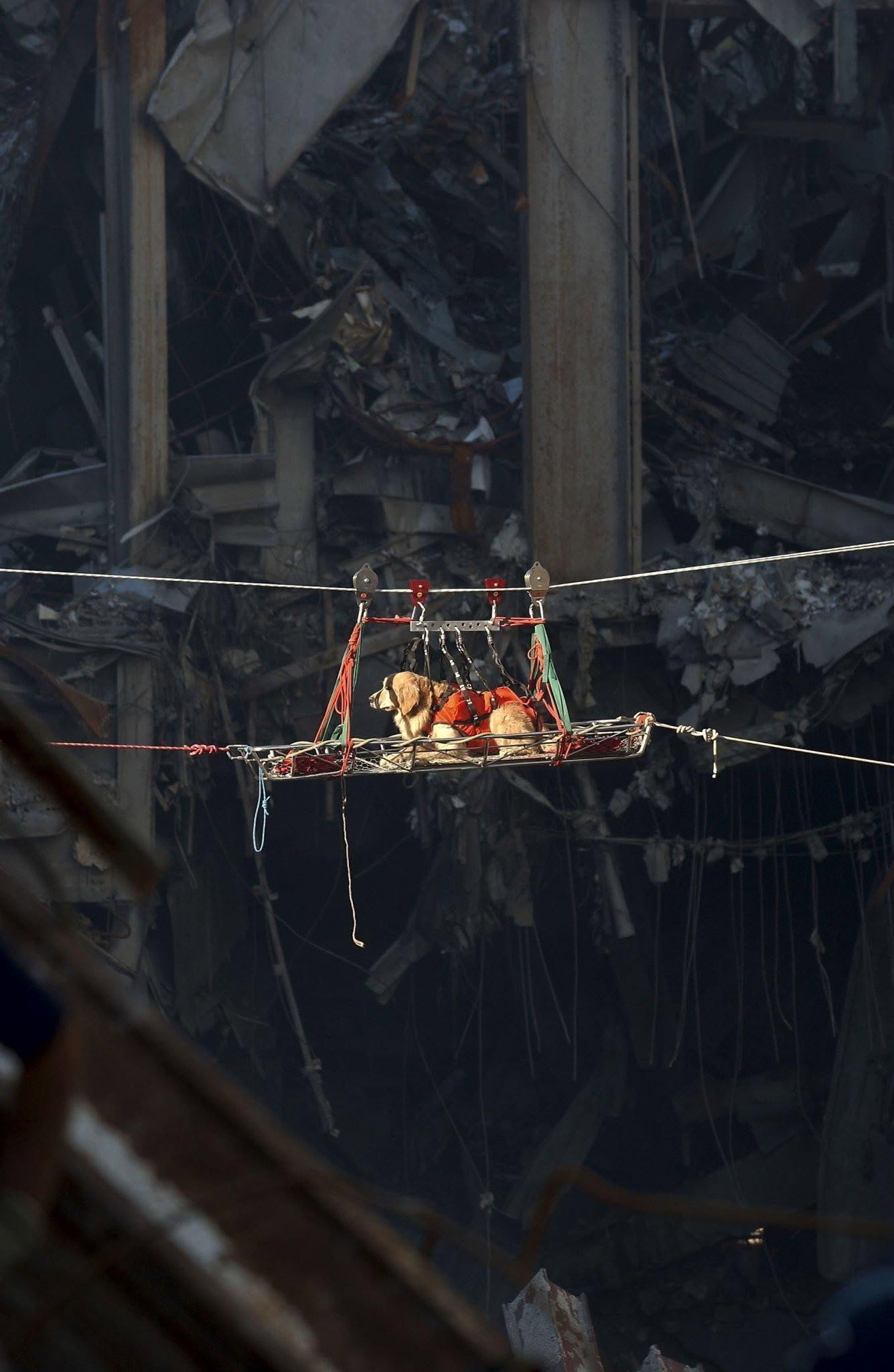 Entre el humo, el metal y el dolor, también había perros buscando vida