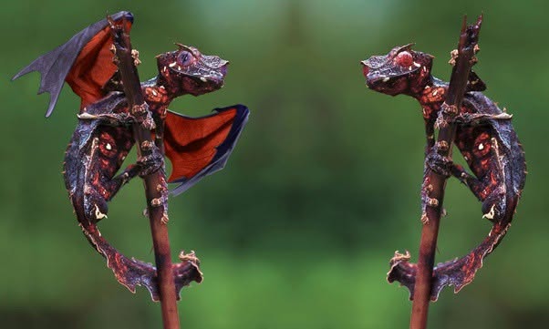 Parece una hoja seca caída en el bosque, pero está vivo