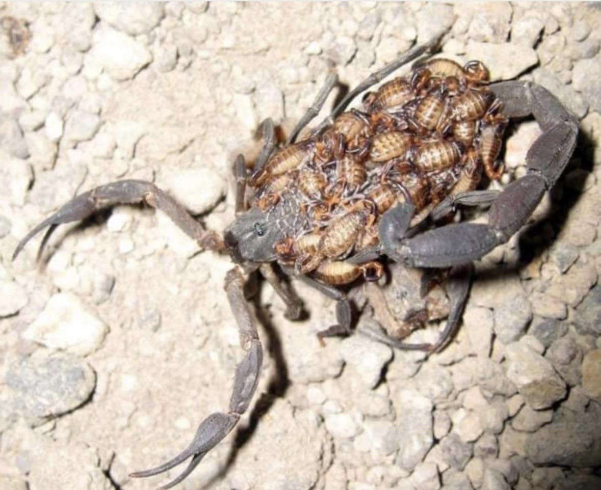 La naturaleza tiene formas de protección que superan cualquier ficción, y el caso de la madre escorpión es uno de los ejemplos más fascinantes de ...