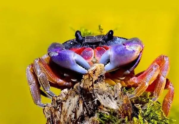 Parece pintado para una fiesta, pero sus colores son pura biología