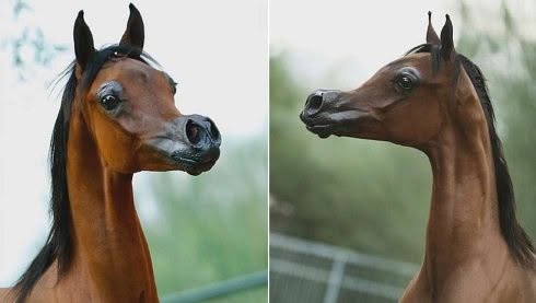 El caballo árabe parece diseñado para resistir el desierto