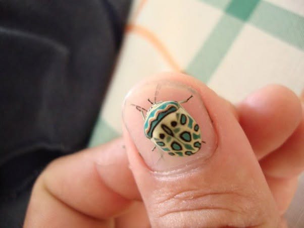 Parece un insecto pintado a mano, pero sus colores son una advertencia