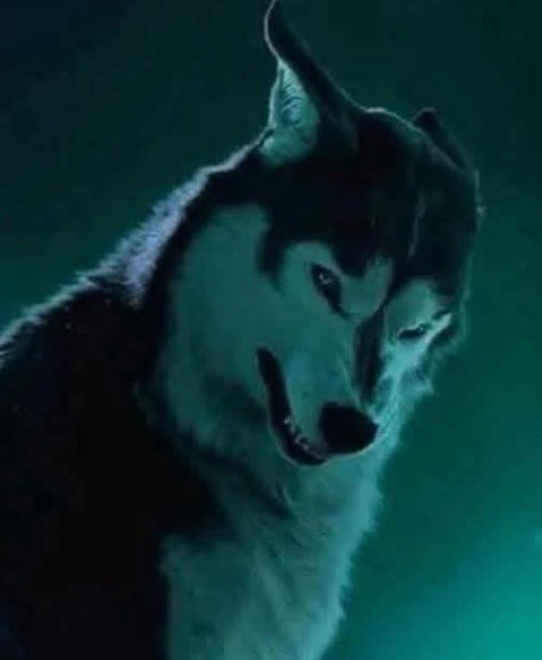El lobo jamás come cadáveres, ni de animales ni de humanos; pasa toda su vida con una pareja, no se aparea con su madre ni con su hermana; es un ani...