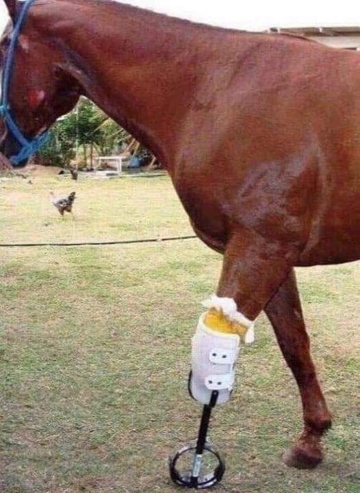 Este caballo se cayó durante una carrera y se fracturó una pata