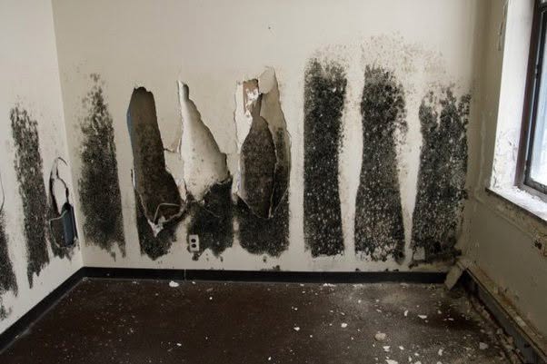 Parecen manchas oscuras en las paredes, pero podrían ser una de las formas de vida más sorprendentes encontradas en Chernóbil