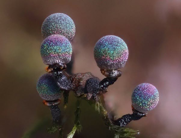 Elaeomyxa cerifera, un moho mucilaginoso identificado por primera vez en 2026