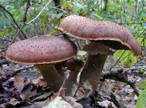 Bajo un bosque de Oregón vive un gigante que casi nadie ve