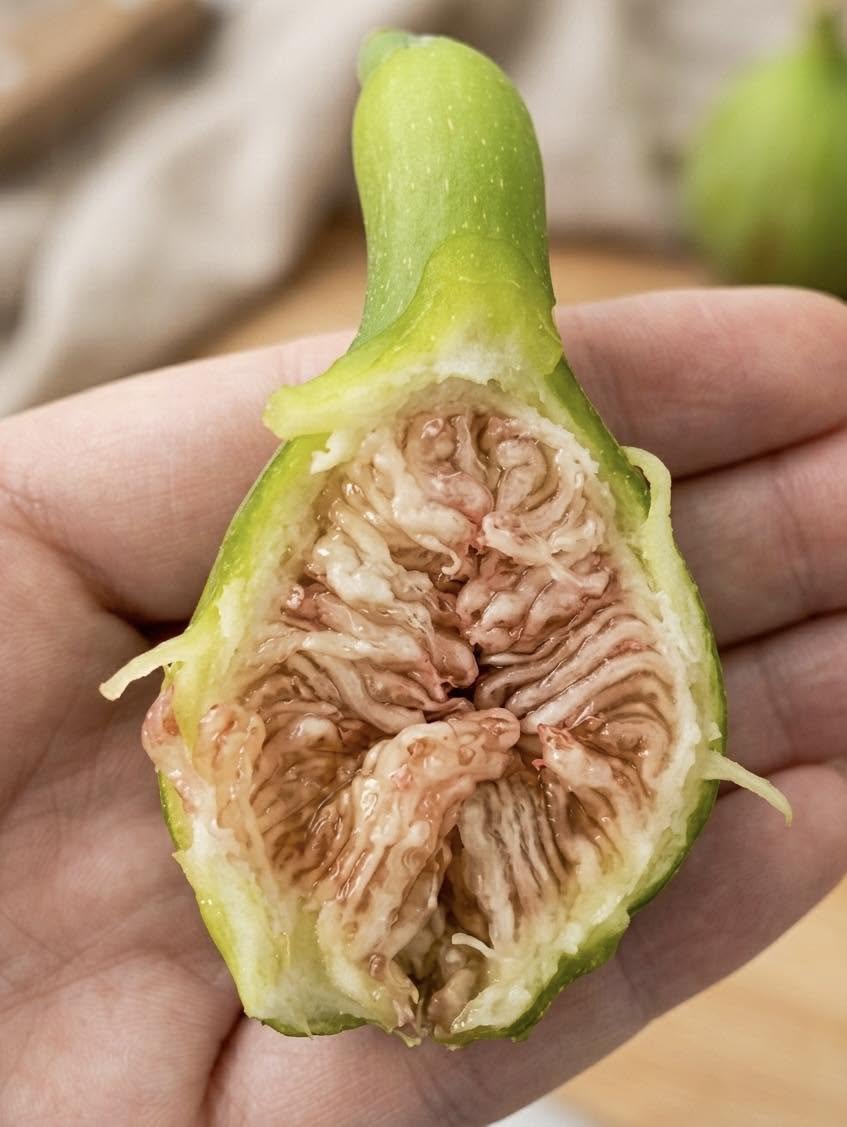 Lo que tienes en la mano no es realmente una fruta, sino una de las estructuras más extrañas y fascinantes de la naturaleza: una flor invertida