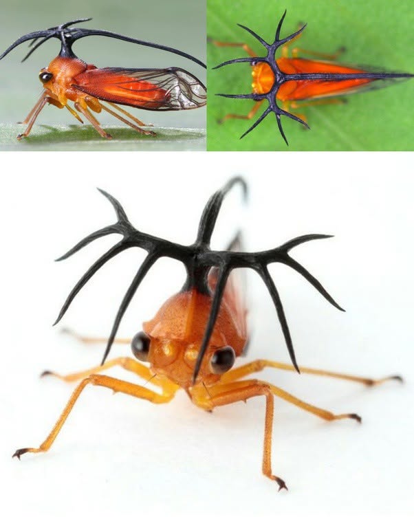 El Umbelligerus woldai es un insecto discreto de Costa Rica que ha desarrollado una estrategia de defensa tan simple como efectiva