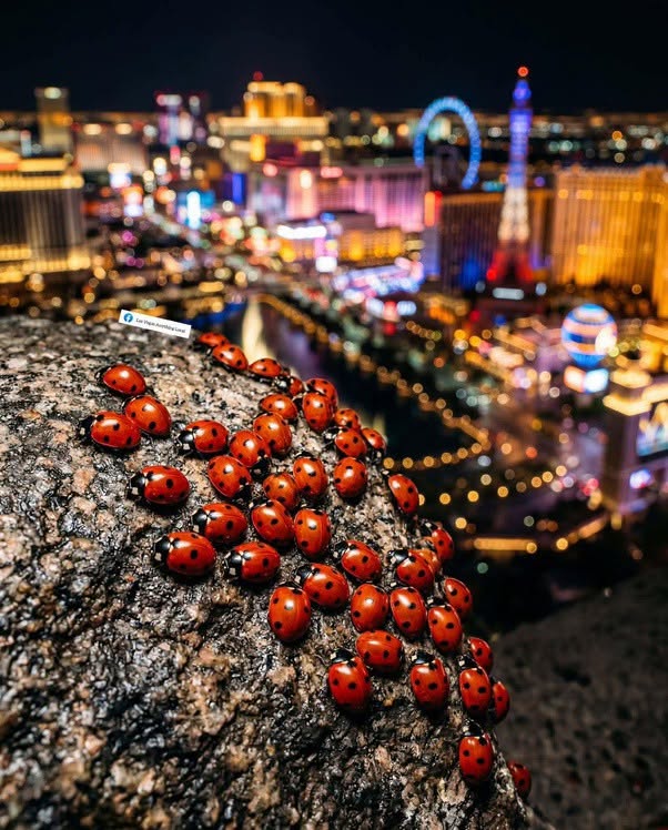 Coincidiendo con el Día de la Tierra de este año, Resorts World Las Vegas liberará 100.000 mariquitas increíblemente enérgicas en la naturaleza