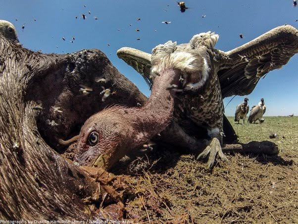 La cara y el intestino grueso de los buitres están recubiertos de bacterias tóxicas para la mayoría de las demás criaturas, pero estas aves rapace...