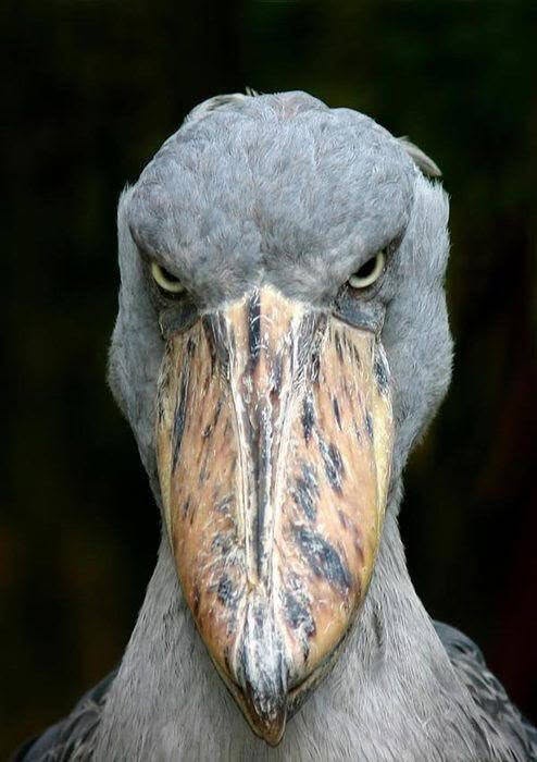 El picozapato puede parecer una especie de marioneta prehistórica, pero es una de las aves más feroces del reino animal