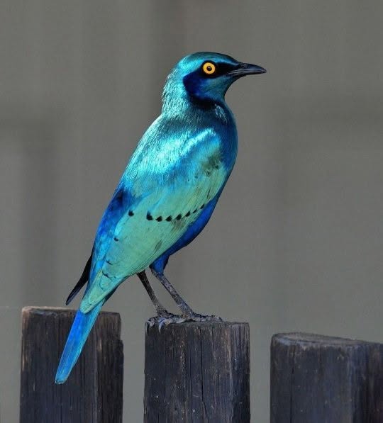 Los pájaros azules no son realmente azules..
