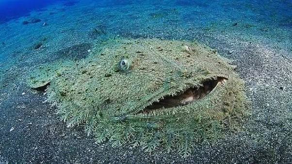 Parece una roca cubierta de algas, pero está esperando